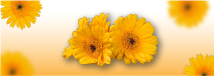 aceite_arnica