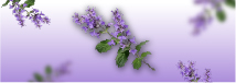 aceite_lavanda