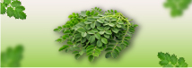 aceite_moringa