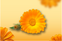 agua_micelar_calendula_1